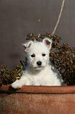 WESTIE 331
